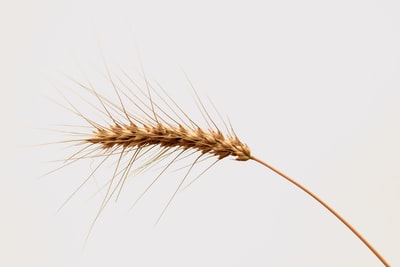 White wheat in brown
